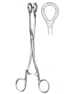Rectum
