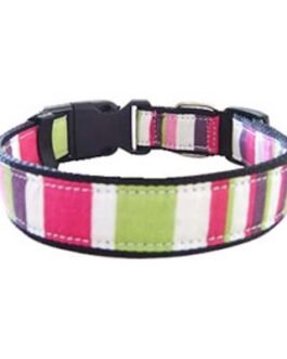 Dog Collars