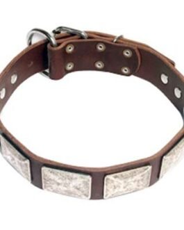 Dog Collars